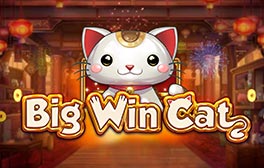 Big Win Cat